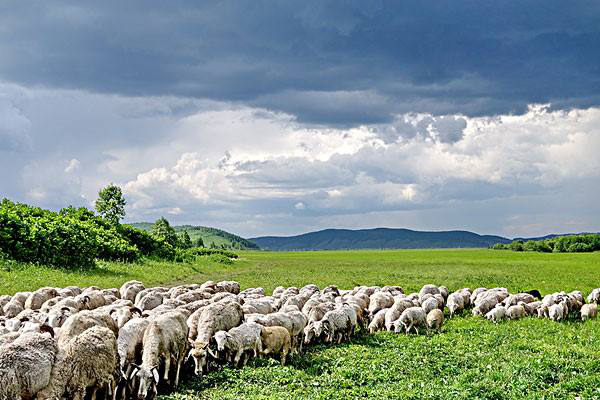 岳氏集團(tuán)考察內(nèi)蒙古興安盟烏蘭浩特有機(jī)農(nóng)產(chǎn)品、中草藥種植等相關(guān)產(chǎn)業(yè)情況